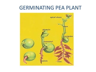 GERMINATING PEA PLANT
 
