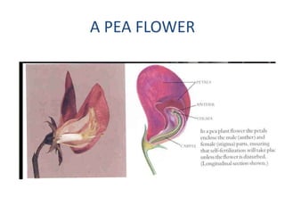 A PEA FLOWER
 