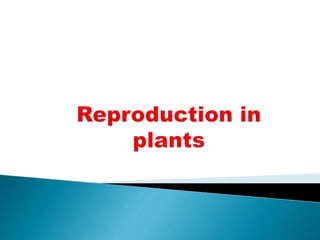 Reproduction in plants