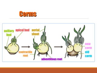 12. Reproduction in plants by Dilip Kumar Chandra | PPT
