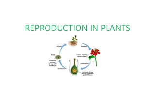 REPRODUCTION IN PLANTS
 