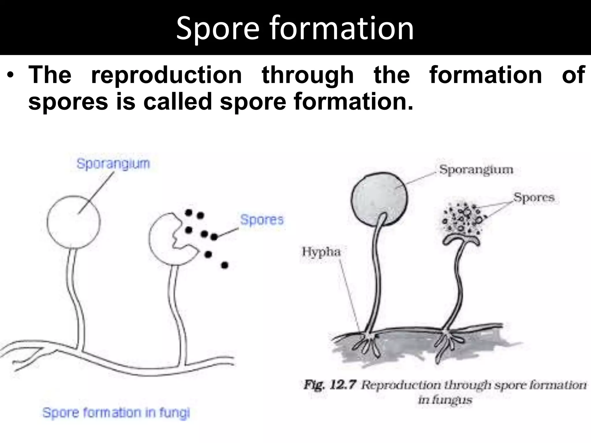 Reproduction in plants PPTX