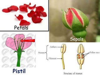 Pistil
Petals
Sepals
 