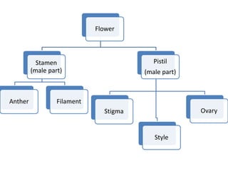 Flower
Stamen
(male part)
Anther Filament
Pistil
(male part)
Stigma
Style
Ovary
 