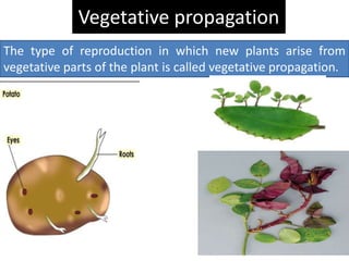 Vegetative propagation
The type of reproduction in which new plants arise from
vegetative parts of the plant is called vegetative propagation.
 