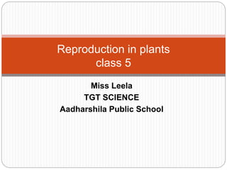 Miss Leela
TGT SCIENCE
Aadharshila Public School
Reproduction in plants
class 5
 