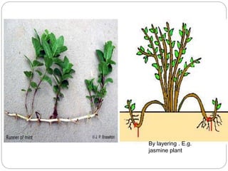 Reproduction in plants