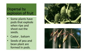 Peas Exploding Reproduction in plants.pptx for class7,8 | PPTX