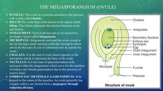  FUNICLE- The ovule is a structure attached to the placenta
with a stalk called funicle.
 HILUM-The ovule fuses with funicle in the region called
hilum. Thus hilum represents the junction between ovule
and funicle.
 INTEGUMENT- Each ovule has one or two protective
envelopes/ layers called integuments.
 MICROPYLE- Integuments surround the ovule except at
the tip leaving a small opening called the micropyle which
serves for the entry & exit of substances into & outside the
ovule.
 CHALAZA- It is the end of ovule found opposite to the
micropylar end & it represents the base of the ovule.
 NUCELLUS- It is the mass of parenchymatous cells
enclosed within the integuments which serve for the nutrition
of embryo sac/ female gametophyte due to the presence of
reserve food..
 EMBRYO SAC OR FEMALE GAMETOPHYTE- It is
located in the centre of the nucellus. An ovule generally has
a single embryo sac formed from a megaspore through
reduction division.
THE MEGASPORANGIUM (OVULE)
 