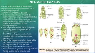 DEFINITION- The process of formation of
megaspores from the megaspore mother cell is
called megasporogenesis.
STEPS OF MEGASPOROGENESIS-
 In the nucellus of ovule towards the
micropylar end a single megaspore mother
cell (MMC) is formed just contrary to
pollen/ microspore mother cell which are
produced several in no. in one
microsporangium.
 The Megaspore mother cell is a large cell
containing dense cytoplasm and a
prominent nucleus.
 The MMC undergoes meiotic division.
 resulting into the production of four
megaspores.
 One of the megaspores is functional while
the other three degenerate unlike the
microspores in which all the four
microspores formed in tetrad survive.
 The functional megaspore develops into the
female gametophyte (embryo sac).
MEGASPOROGENESIS
 