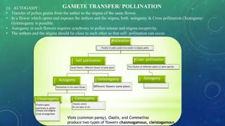 (i) AUTOGAMY :
• Transfer of pollen grains from the anther to the stigma of the same flower.
• In a flower which opens and exposes the anthers and the stigma, both autogamy & Cross pollination (Xenogamy/
Geitenogamy is possible.
• Autogamy in such flowers requires synchrony in pollen release and stigma receptivity.
• The anthers and the stigma should lie close to each other so that self- pollination can occur.
GAMETE TRANSFER/ POLLINATION
 
