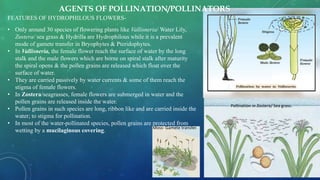 FEATURES OF HYDROPHILOUS FLOWERS-
• Only around 30 species of flowering plants like Vallisneria/ Water Lily,
Zostera/ sea grass & Hydrilla are Hydrophilous while it is a prevalent
mode of gamete transfer in Bryophytes & Pteridophytes.
• In Vallisneria, the female flower reach the surface of water by the long
stalk and the male flowers which are borne on spiral stalk after maturity
the spiral opens & the pollen grains are released which float over the
surface of water.
• They are carried passively by water currents & some of them reach the
stigma of female flowers.
• In Zostera/seagrasses, female flowers are submerged in water and the
pollen grains are released inside the water.
• Pollen grains in such species are long, ribbon like and are carried inside the
water; to stigma for pollination.
• In most of the water-pollinated species, pollen grains are protected from
wetting by a mucilaginous covering.
Pollination in Zostera/ Sea grass.
Moss- Gamete transfer.
AGENTS OF POLLINATION/POLLINATORS
 