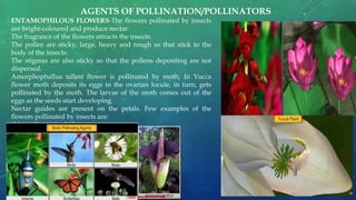 ENTAMOPHILOUS FLOWERS-The flowers pollinated by insects
are bright-coloured and produce nectar.
The fragrance of the flowers attracts the insects.
The pollen are sticky, large, heavy and rough so that stick to the
body of the insects.
The stigmas are also sticky so that the pollens depositing are not
dispersed.
Amorphophallus tallest flower is pollinated by moth, In Yucca
flower moth deposits its eggs in the ovarian locule, in turn, gets
pollinated by the moth. The larvae of the moth comes out of the
eggs as the seeds start developing.
Nectar guides are present on the petals. Few examples of the
flowers pollinated by insects are:
•Magnolia, Aster, Lithops
AGENTS OF POLLINATION/POLLINATORS
 