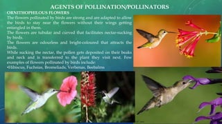 ORNITHOPHILOUS FLOWERS
The flowers pollinated by birds are strong and are adapted to allow
the birds to stay near the flowers without their wings getting
entangled in them.
The flowers are tubular and curved that facilitates nectar-sucking
by birds.
The flowers are odourless and bright-coloured that attracts the
birds.
While sucking the nectar, the pollen gets deposited on their beaks
and neck and is transferred to the plant they visit next. Few
examples of flowers pollinated by birds include:
•Hibiscus, Fuchsias, Bromeliads, Verbenas, Beebalms
AGENTS OF POLLINATION/POLLINATORS
 