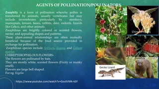 Zoophily is a form of pollination whereby pollen is
transferred by animals, usually vertebrates but may
include invertebrates particularly by monkeys,
marsupials, lemurs, bears, rabbits, deer, rodents, lizards
like Gekco, and other animals.
Zoophilous are brightly colored or scented flowers,
nectar, and appealing shapes and patterns.
These plant-animal relationships are often mutually
beneficial because of the food source provided in
exchange for pollination.
Zoophilous species include Arctium, Acaena, and Galium
aparine.
CHIREPTEROPHILOUS FLOWERS-
The flowers are pollinated by bats.
They are mostly white, scented flowers (Fruity or musky
smell).
Flowers are large bell shaped.
For eg: Kigelia
Gecko Lizard
Kigelia
Chirepterophily
Zoophily
AGENTS OF POLLINATION/POLLINATORS
https://www.youtube.com/watch?v=GocKVMk-kSY
 