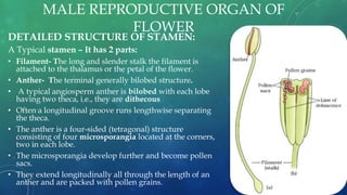 MALE REPRODUCTIVE ORGAN OF
FLOWER
DETAILED STRUCTURE OF STAMEN:
A Typical stamen – It has 2 parts:
• Filament- The long and slender stalk the filament is
attached to the thalamus or the petal of the flower.
• Anther- The terminal generally bilobed structure.
• A typical angiosperm anther is bilobed with each lobe
having two theca, i.e., they are dithecous
• Often a longitudinal groove runs lengthwise separating
the theca.
• The anther is a four-sided (tetragonal) structure
consisting of four microsporangia located at the corners,
two in each lobe.
• The microsporangia develop further and become pollen
sacs.
• They extend longitudinally all through the length of an
anther and are packed with pollen grains.
 