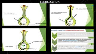 FERTILIZATION
 
