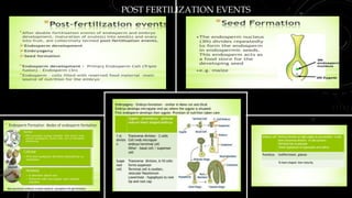 POST FERTILIZATION EVENTS
 