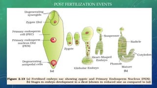 POST FERTILIZATION EVENTS
 