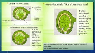 The remnants of Nucellus in few seeds is present in form of
perisperm
For eg; Back pepper, Beet root etc.
 