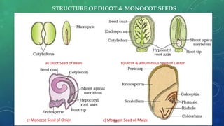 STRUCTURE OF DICOT & MONOCOT SEEDS
a) Dicot Seed of Bean b) Dicot & albuminous Seed of Castor
c) Monocot Seed of Onion c) Monocot Seed of Maize
 