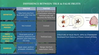DIFFERENCE BETWEEN TRUE & FALSE FRUITS
STRUCTURE OF FALSE FRUITS- APPLE & STRAWBERRY
Developed from thalamus of flower instead of Ovary
 