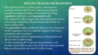 • The haploid nuclei of pollen grain/ microspores
undergo mitotic cell division with an asymmetric
spindle formation leading to formation of a large
vegetative cell and a small generative cell .
• The vegetative cell is bigger, has abundant food reserve
and a large irregularly shaped nucleus & it later on
forms pollen tube.
• The generative cell is small and floats in the cytoplasm
of the vegetative cell. It is spindle shaped with dense
cytoplasm and a nucleus.
• In over 60 per cent of angiosperms, pollen grains are
shed at this 2-celled stage.
• In the remaining 40 % species, the generative cell
divides mitotically to give rise to the two male gametes
before pollen grains are shed (3-celled stage).
POLLEN GRAINS/ MICROSPORES
 