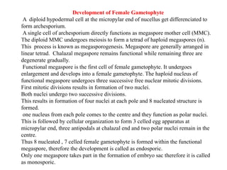 Development of Female Gametophyte
A diploid hypodermal cell at the micropylar end of nucellus get differenciated to
form archesporium.
A single cell of archesporium directly functions as megaspore mother cell (MMC).
The diploid MMC undergoes meiosis to form a tetrad of haploid megaspores (n).
This process is known as megasporogenesis. Megaspore are generally arranged in
linear tetrad. Chalazal megaspore remains functional while remaining three are
degenerate gradually.
Functional megaspore is the first cell of female gametophyte. It undergoes
enlargement and develops into a female gametophyte. The haploid nucleus of
functional megaspore undergoes three successive free nuclear mitotic divisions.
First mitotic divisions results in formation of two nuclei.
Both nuclei undergo two successive divisions.
This results in formation of four nuclei at each pole and 8 nucleated structure is
formed.
one nucleus from each pole comes to the centre and they function as polar nuclei.
This is followed by cellular organization to form 3 celled egg apparatus at
micropylar end, three antipodals at chalazal end and two polar nuclei remain in the
centre.
Thus 8 nucleated , 7 celled female gametophyte is formed within the functional
megaspore, therefore the development is called as endosporic.
Only one megaspore takes part in the formation of embryo sac therefore it is called
as monosporic.
 