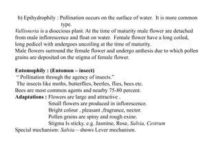 b) Epihydrophily : Pollination occurs on the surface of water. It is more common
type.
Vallisneria is a dioecious plant. At the time of maturity male flower are detached
from male inflorescence and float on water. Female flower have a long coiled,
long pedicel with undergoes uncoiling at the time of maturity.
Male flowers surround the female flower and undergo anthesis due to which pollen
grains are deposited on the stigma of female flower.
Entomophily : (Entomon – insect)
“ Pollination through the agency of insects.”
The insects like moths, butterflies, beetles, flies, bees etc.
Bees are most common agents and nearby 75-80 percent.
Adaptations : Flowers are large and attractive .
Small flowers are produced in inflorescence.
Bright colour , pleasant ,fragrance, nector.
Pollen grains are spiny and rough exine.
Stigma Is sticky. e.g. Jasmine, Rose, Salvia, Cestrum
Special mechanism: Salvia – shows Lever mechanism.
 