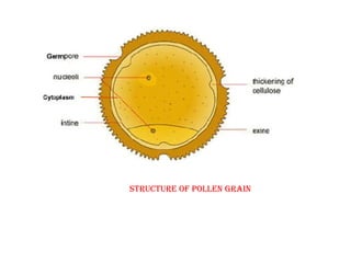 Structure of Pollen Grain
 