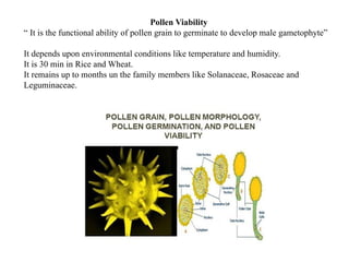 Pollen Viability
“ It is the functional ability of pollen grain to germinate to develop male gametophyte”
It depends upon environmental conditions like temperature and humidity.
It is 30 min in Rice and Wheat.
It remains up to months un the family members like Solanaceae, Rosaceae and
Leguminaceae.
 