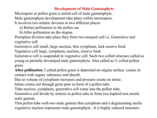 Development of Male Gametophyte
Microspore or pollen grain is initial cell of male gametophyte.
Male gametophyte development take place within microspore.
It involves two mitotic division at two different places.
a) Before pollination in the pollen sac
b) After pollination on the stigma.
Protoplast division take place they form two unequal cell i.e. Generative and
vegetative cell.
Generative cell small, large nucleus, thin cytoplasm, lack reserve food.
Vegetative cell large, cytoplasm, nucleus, reserve food.
Generative cell is suspended in vegetative cell. Such two celled structure called as
young or partially developed male gametophyte. Also called as 3- celled pollen
grain.
After pollination 2 celled pollen grain is deposited on stigma surface comes in
contact with sugary substance and absorb.
Due to volume of cytoplasm increases and pressure create on intine.
Intine comes out through germ pore in form of a pollen tube.
Tube nucleus, cytoplasm, generative cell come into the pollen tube.
Generative cell divide by mitosis in pollen tube to form two haploid non motile
male gamete.
Thin pollen tube with two male gamete thin cytoplasm and a degenerating sterile
vegetative nucleus represents male gametophyte . It is highly reduced structure.
 