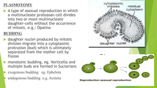 PLASMOTOMY
 A type of asexual reproduction in which
a multinucleate protozoan cell divides
into two or more multinucleate
daughter-cells without the occurrence
of mitosis. e.g.: Opalina
BUDDING
 daughter nuclei produced by mitotic
division migrate into a cytoplasmic
protrusion (bud) which is ultimately
separated from the mother cell by
fission
 monotonic budding, eg. Vorticella and
multiple buds are formed in Suctorians
 exogenous budding eg. Ephelota
 endogenous budding e.g. Acineta
 
