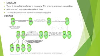  CYTOGAMY
 There is no nuclear exchange in cytogamy. This process resembles conjugation
 pellicle of the 2 individuals does not break down
 The early nuclear division is similar to those of conjugation
ENDOMIXIS
 