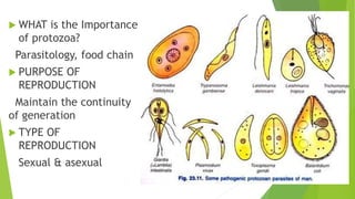  WHAT is the Importance
of protozoa?
Parasitology, food chain
 PURPOSE OF
REPRODUCTION
Maintain the continuity
of generation
 TYPE OF
REPRODUCTION
Sexual & asexual
 