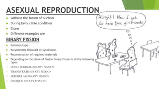 ASEXUAL REPRODUCTION
 without the fusion of nucleus
 During favourable condition
 Clone
 Different examples are
BINARY FISSION
 Common type
 Karyokinesis followed by cytokinesis
 Reconstruction of required materials
 Depending on the plane of fission binary fission is of the following
types.
 LONGITUDINAL BINARY FISSION
 TRANSVERSE BINARY FISSION
 IRREGULAR BINARY FISSION
 OBLIQUE BINARY FISSION
 