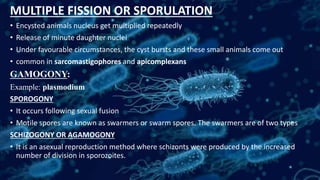 MULTIPLE FISSION OR SPORULATION
• Encysted animals nucleus get multiplied repeatedly
• Release of minute daughter nuclei
• Under favourable circumstances, the cyst bursts and these small animals come out
• common in sarcomastigophores and apicomplexans
GAMOGONY:
Example: plasmodium
SPOROGONY
• It occurs following sexual fusion
• Motile spores are known as swarmers or swarm spores. The swarmers are of two types
SCHIZOGONY OR AGAMOGONY
• It is an asexual reproduction method where schizonts were produced by the increased
number of division in sporozoites.
 