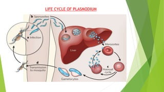 LIFE CYCLE OF PLASMODIUM
 