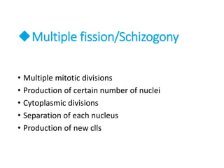 Multiple fission/Schizogony
• Multiple mitotic divisions
• Production of certain number of nuclei
• Cytoplasmic divisions
• Separation of each nucleus
• Production of new clls
 