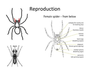 Reproduction in spiders | PPT