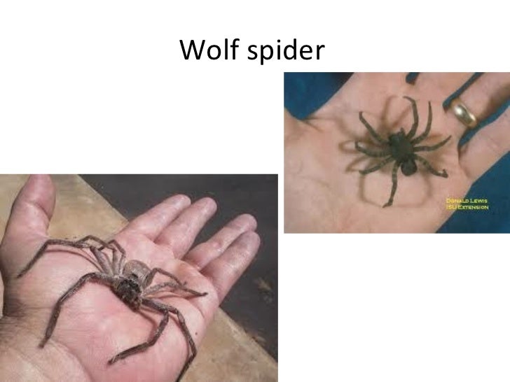 Reproduction in spiders