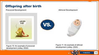 Precocial Development Examples Reproduction in vertebrates grade 12.pptx