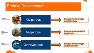 Oviparous Development Reproduction in vertebrates grade 12.pptx
