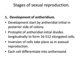 Stages of sexual reproduction.
1. Development of antheridium.
• Development start by antheridial initial in
posterior side of colony.
• Protoplst of antheridial initial divides
longitudnally to form 16-512 elongated cells.
• Inversion of cells take place as in asexual
reproduction.
• Each cell differentiate into antherozoid.
 