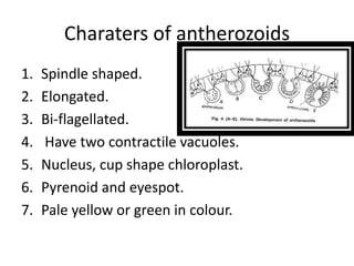 Charaters of antherozoids
1. Spindle shaped.
2. Elongated.
3. Bi-flagellated.
4. Have two contractile vacuoles.
5. Nucleus, cup shape chloroplast.
6. Pyrenoid and eyespot.
7. Pale yellow or green in colour.
 