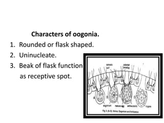 Characters of oogonia.
1. Rounded or flask shaped.
2. Uninucleate.
3. Beak of flask function
as receptive spot.
 