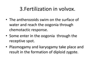 3.Fertilization in volvox.
• The antherozoids swim on the surface of
water and reach the oogonia through
chemotactic response.
• Some enter in the oogonia through the
receptive spot.
• Plasmogamy and karyogamy take place and
result in the formation of diploid zygote.
 