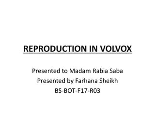 REPRODUCTION IN VOLVOX
Presented to Madam Rabia Saba
Presented by Farhana Sheikh
BS-BOT-F17-R03
 