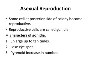 Asexual Reproduction
• Some cell at posterior side of colony become
reproductive.
• Reproductive cells are called gonidia.
 characters of gonidia.
1. Enlarge up to ten times.
2. Lose eye spot.
3. Pyrenoid increase in number.
 