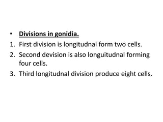 • Divisions in gonidia.
1. First division is longitudnal form two cells.
2. Second devision is also longuitudnal forming
four cells.
3. Third longitudnal division produce eight cells.
 